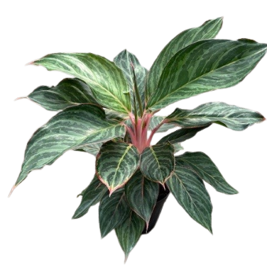 Aglaonema Moon Stone